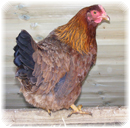 hens chickens poultry arks and hatching eggs for sale in cornwall and devon